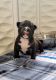 American Bully Puppies for sale in Hopewell, VA 23860, USA. price: NA