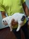American Bully Puppies for sale in Wakonda, SD 57073, USA. price: NA