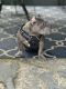 American Bully Puppies for sale in 8 Jones St, Everett, MA 02149, USA. price: NA