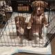 American Bully Puppies for sale in Warrensville Heights, OH, USA. price: $3,500
