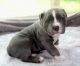 American Bully Puppies for sale in Sharon, PA 16146, USA. price: NA