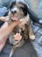 American Bully Puppies for sale in Webb, AL, USA. price: NA