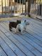 American Bully Puppies for sale in North Chesterfield, Richmond, VA 23236, USA. price: NA