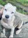 American Bully Puppies for sale in Nevada, IA 50201, USA. price: $5,000