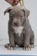 American Bully Puppies for sale in Lindenwood, Queens, NY, USA. price: $2,000