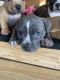 American Bully Puppies for sale in Prosser, WA 99350, USA. price: $500