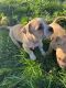 American Bully Puppies for sale in Prosser, WA 99350, USA. price: $400