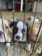 American Bully Puppies for sale in Prosser, WA 99350, USA. price: NA