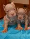 American Bully Puppies for sale in Columbus, OH, USA. price: $1,800