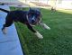 American Bully Puppies for sale in Rancho Cucamonga, CA, USA. price: NA