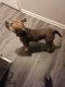 American Bully Puppies for sale in Dallas-Fort Worth Metropolitan Area, TX, USA. price: $600