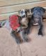 American Bully Puppies for sale in McDonough, GA 30253, USA. price: $200