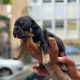 American Bully Puppies for sale in The Bronx, NY 10453, USA. price: $3,500