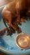 American Bully Puppies for sale in Lowell, MA, USA. price: $600