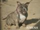 American Bully Puppies for sale in Huron, CA 93234, USA. price: NA