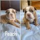 American Bully Puppies for sale in Reading, PA, USA. price: $1,200