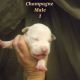 American Bully Puppies for sale in Alafaya, FL 32825, USA. price: $700