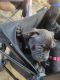 American Bully Puppies for sale in Methuen, MA 01844, USA. price: $2,700