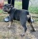 American Bully Puppies for sale in Stockton, CA 95204, USA. price: $860