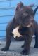 American Bully Puppies for sale in 3308 Webber St, Saginaw, MI 48601, USA. price: NA