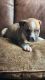 American Bully Puppies for sale in Pink Hill, NC 28572, USA. price: $700