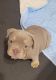American Bully Puppies for sale in Warren, OH, USA. price: $4,000