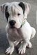 American Bully Puppies for sale in Baltimore County, MD, USA. price: $500