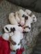 American Bully Puppies for sale in Tipp City, OH, USA. price: NA