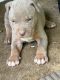 American Bully Puppies for sale in IL-53, Joliet, IL, USA. price: $1,000