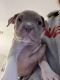 American Bully Puppies for sale in North Lauderdale, FL, USA. price: $800