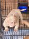 American Bully Puppies for sale in Redding, CA 96001, USA. price: $3,500