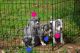 American Bully Puppies for sale in Charlotte, NC, USA. price: $15,002,500