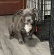 American Bully Puppies for sale in Northwood, OH 43605, USA. price: NA