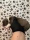 American Bully Puppies for sale in San Francisco, CA, USA. price: $4,000