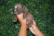 American Bully Puppies for sale in Carolina Beach, NC 28428, USA. price: NA