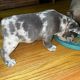 American Bully Puppies for sale in California City, CA, USA. price: NA