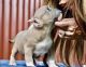 American Bully Puppies for sale in New York, NY, USA. price: $720