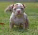 American Bully Puppies for sale in New York, NY, USA. price: $800