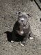 American Bully Puppies for sale in Canarsie, Brooklyn, NY, USA. price: $499
