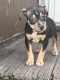 American Bully Puppies for sale in NEW KENSINGTN, PA 15068, USA. price: NA