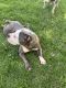 American Bully Puppies for sale in 38436 N Spitz Dr, Beach Park, IL 60099, USA. price: $1,000