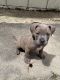 American Bully Puppies for sale in Nipomo, CA 93444, USA. price: NA