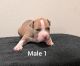 American Bully Puppies for sale in Slidell, LA, USA. price: $2,500