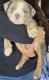 American Bully Puppies for sale in Freeport, IL 61032, USA. price: NA