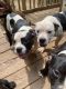 American Bully Puppies for sale in Raleigh, NC, USA. price: $600