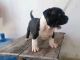 American Bully Puppies for sale in Florida City, FL, USA. price: NA