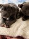 American Bully Puppies for sale in Hazel Crest, IL, USA. price: $1,500