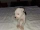 American Bully Puppies for sale in Cresson, TX 76035, USA. price: $500
