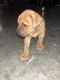 American Bully Puppies for sale in Milford, OH, USA. price: NA