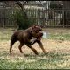 American Bully Puppies for sale in Lakeside, VA, USA. price: $2,500